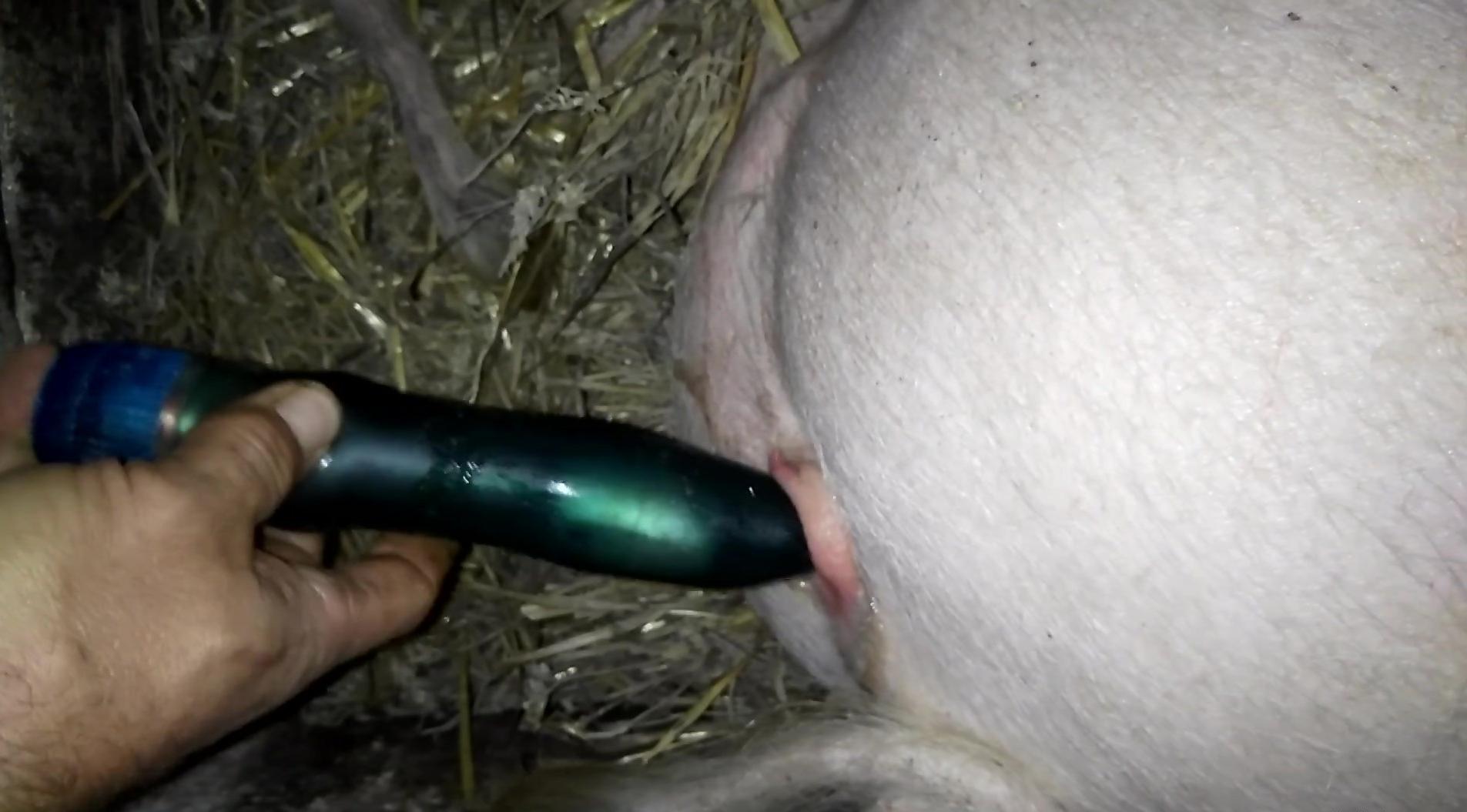 Dude fucking a pig's tight pussy with a small dildo