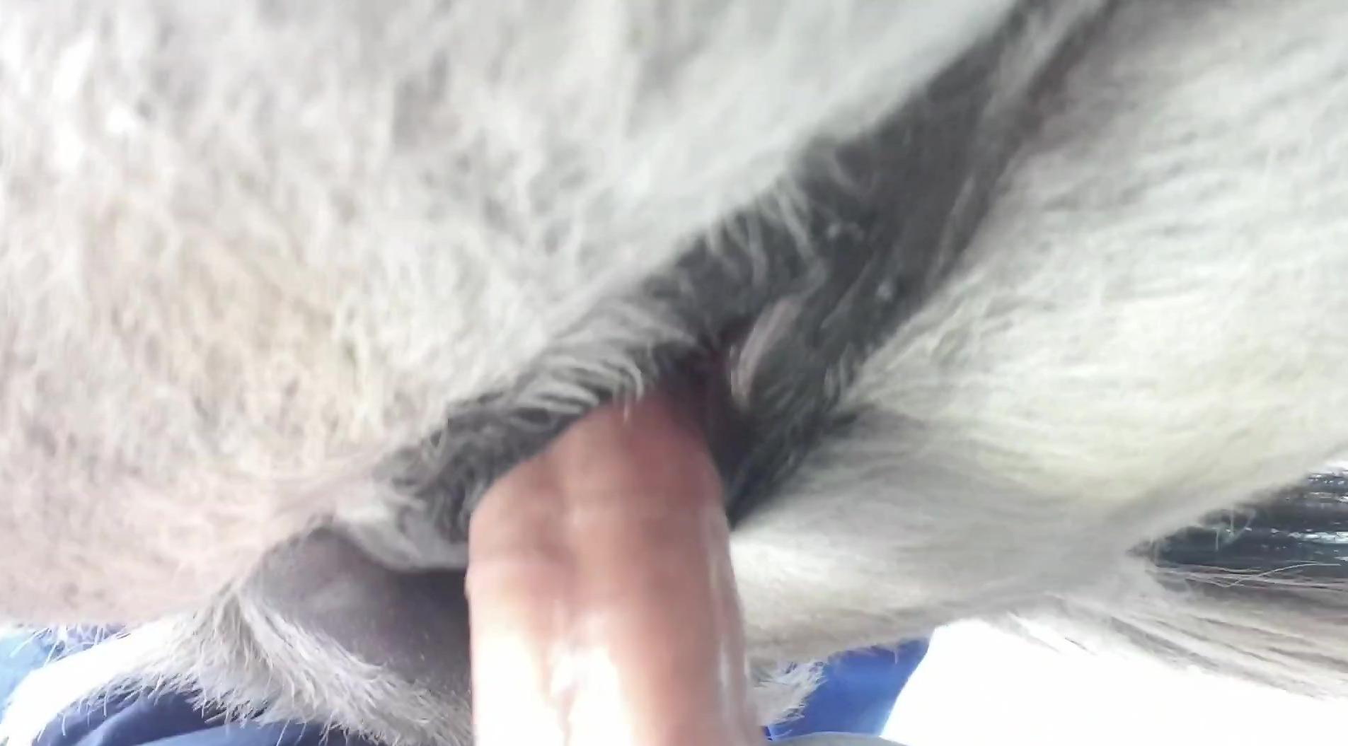 Man sticks whole dick in horse's wet pussy during closeup XXX