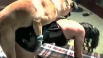 Man and woman sucking the dog dick in amateur video