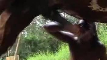 Nude black woman recorded attempting to insert equine penis into herself