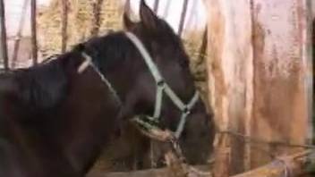 Ginger and dark-haired babes deliver tandem blowjob to a stallion