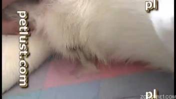 Adorable white bitch loves anal bestiality with her master