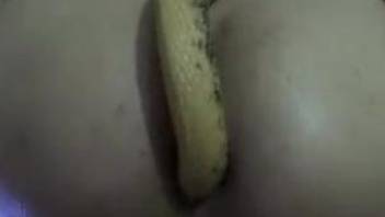 Sweet zoophile sticks a yellow snake in his tight anal hole