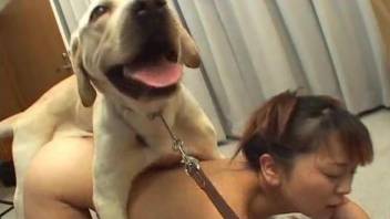 Awesome Asian chick with beautiful face gives a blowjob for a dog