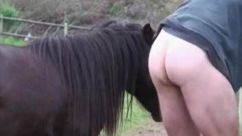 Huge horse cock shaking around man's butt hole in advance to anal zoo