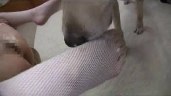 Japanese bestiality fans excel at animal cock sucking