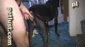 Black doggy and horny man in awesome bestiality homemade XXX