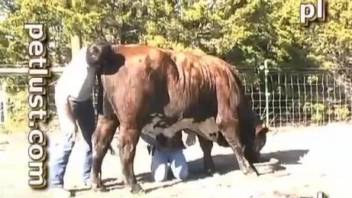 Beautiful cow gets hardly fucked by farmer in nasty Zoo XXX