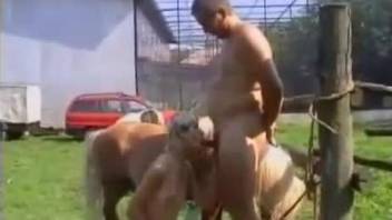 Gorgeous doggy style fuck with a trained spotted pony