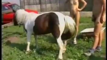 Eager whore watches her husband pounding a beautiful white pony