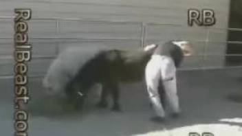 Black pony gets a good rimjob by a passionate blonde