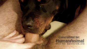 Zoophile's erect penis vanishes into the dog's mouth
