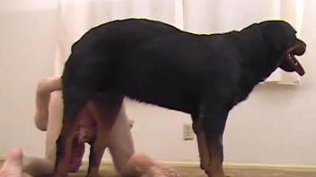 Big black dog hardly pounds crazy zoophile from behind