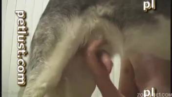 Pale Husky performs oral sex on a semen-swallowing zoophile owner