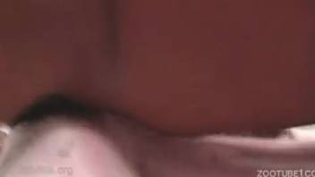 A black man with a massive cock aggressively bangs his white submissive in an amateur animal-themed XXX video