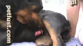 Good-looking black dog pounds a sex-addicted zoophile