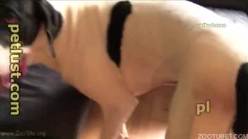 Ideal animal lover and pale canine in twisted rear beast sex