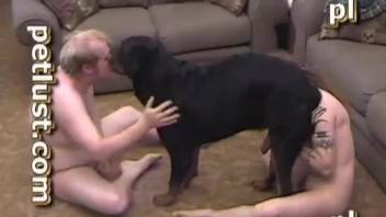 Angry doggy with massive meaty cock in the family of zoophiles