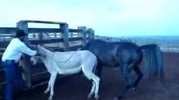 Cowboy watches beautiful black horse penetrating donkey