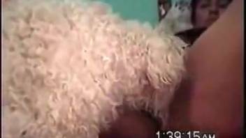 Hot and hairy dog gently laps and penetrates the vagina of a fit animal enthusiast