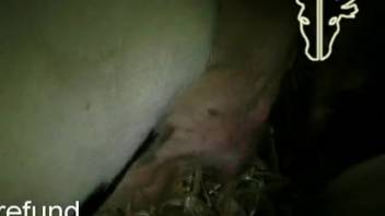 Fucking a barnyard creature in doggy position
