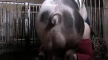 Pig shags woman in the ass for a full webcam zoo play