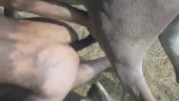 Attractive horse engages in anal intercourse with a sexually aroused farmer in the doggy position pose