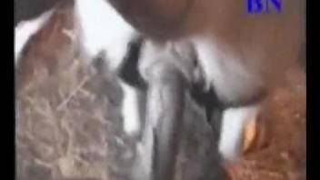 Horny guy enjoys fucking the cow in the pussy