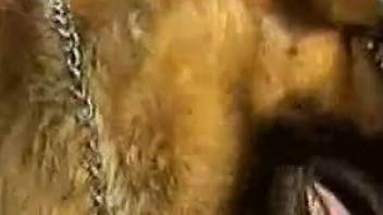 Closeup preview of the dog's dick before animal sex