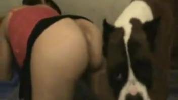 Canine smells woman's vagina before screwing her intensely
