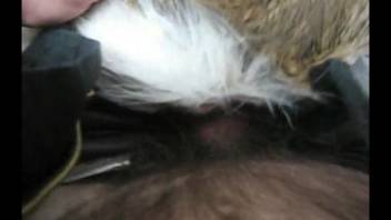 Deviant guy slams his incredible beast in the doggy-style position