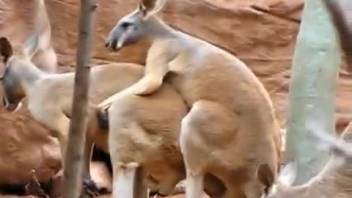 Fine kangaroos are screwing in the doggy position