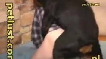 Skillful Rottweiler analyzes submissive man in doggystyle