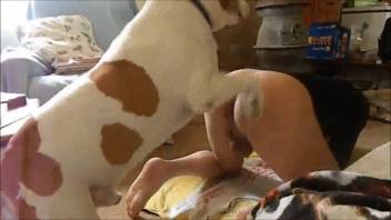 Dalmatian pup smells and pounds her spread-wide pussy doggy style