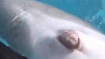 Real diver is stimulating dolphin's dick right in the pool