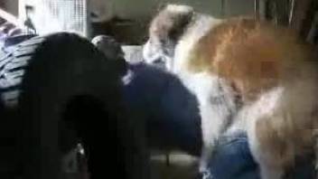 Big and beautiful dog mounts the owner before sex