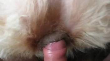 Zoophilia footage where a beast-lover thrusts into an animal's orifice