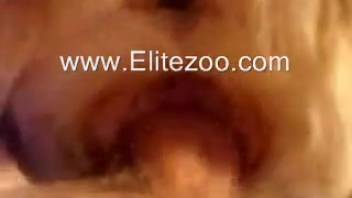 Pounding the narrow lubricated anus of an attractive young canine