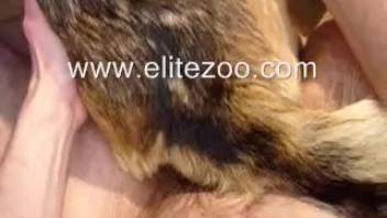 Obese man records his stiff cock thrusting into the narrow orifice of a tiny canine