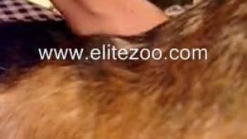 Close-up video where amateur zoophile penetrates brown animal