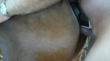 Farmer pounds his brown horse in close-up bestiality porn XXX