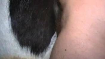 Closeup horse porn starring man needy to cum in the animal