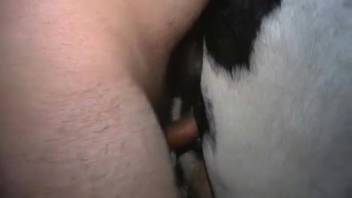 Intimate horse-themed adult video featuring a desperate man eager to ejaculate inside the beast