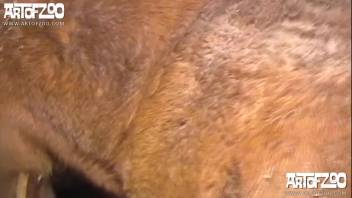 Ebony monster skewered my spouse's snug pussy in rear-entry position