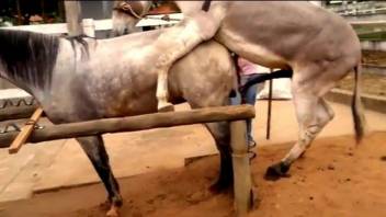 Two amazing sexy horses have passionate sex in doggy style pose