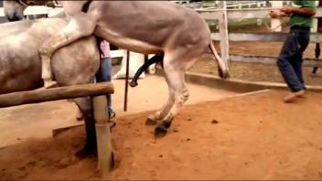 Two incredibly alluring horses engage in intense intercourse in the rear-entry position.