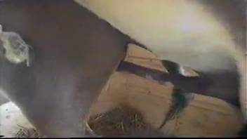 Aroused stud thrusts into submissive filly with his massive cock in the stable