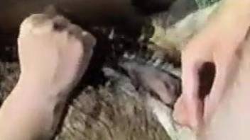 Bestiality couple tries sex with animal in the fresh air