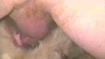 Incredible canine is being penetrated in the missionary position