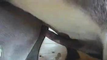 Huge horse cock ready for action in horse porn XXX tape